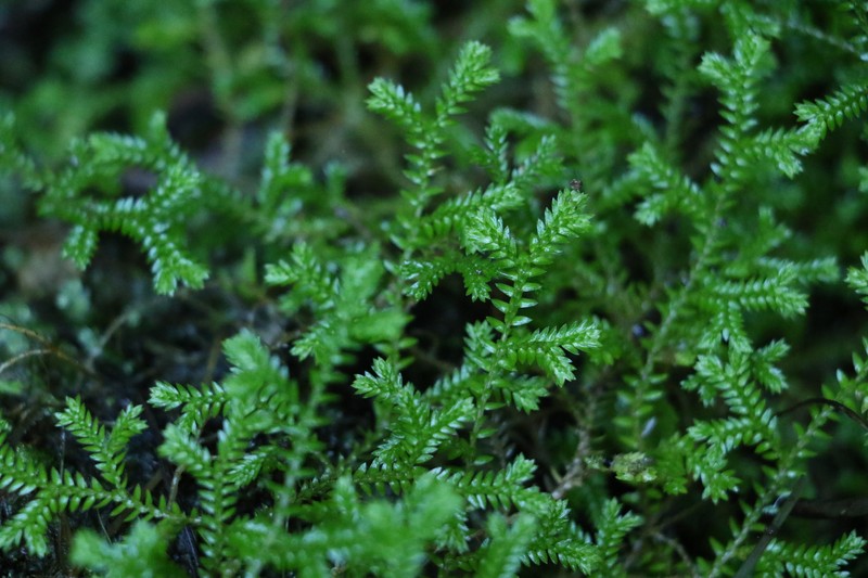 Selaginella brisbanensis photo 3