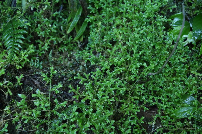 Selaginella brisbanensis photo 4