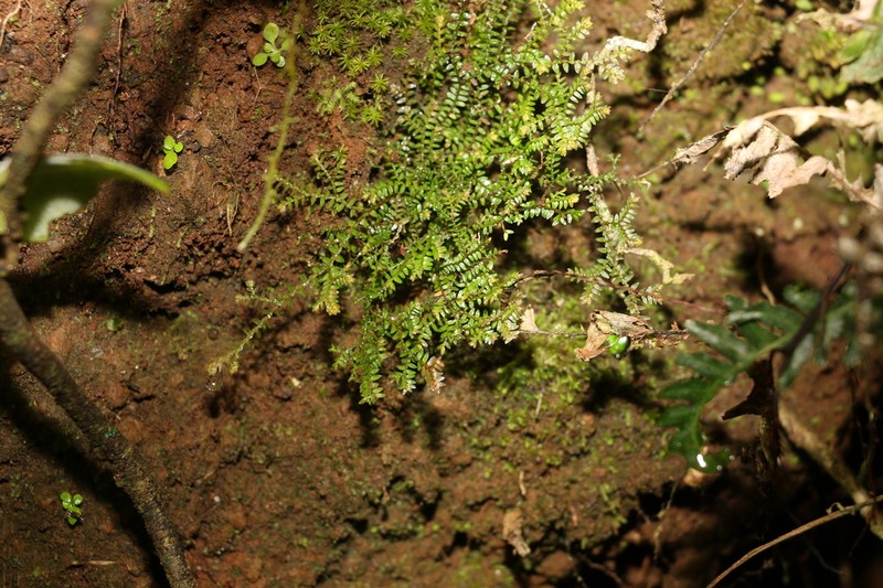 Selaginella brisbanensis photo 5