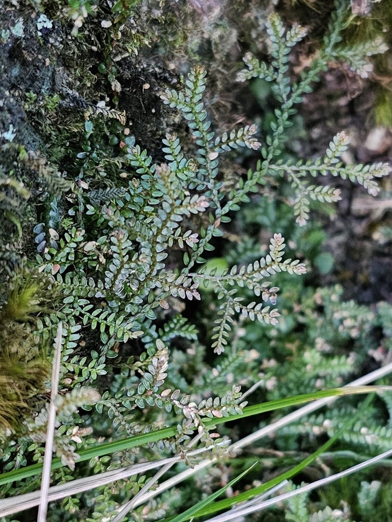 Selaginella brisbanensis photo 6