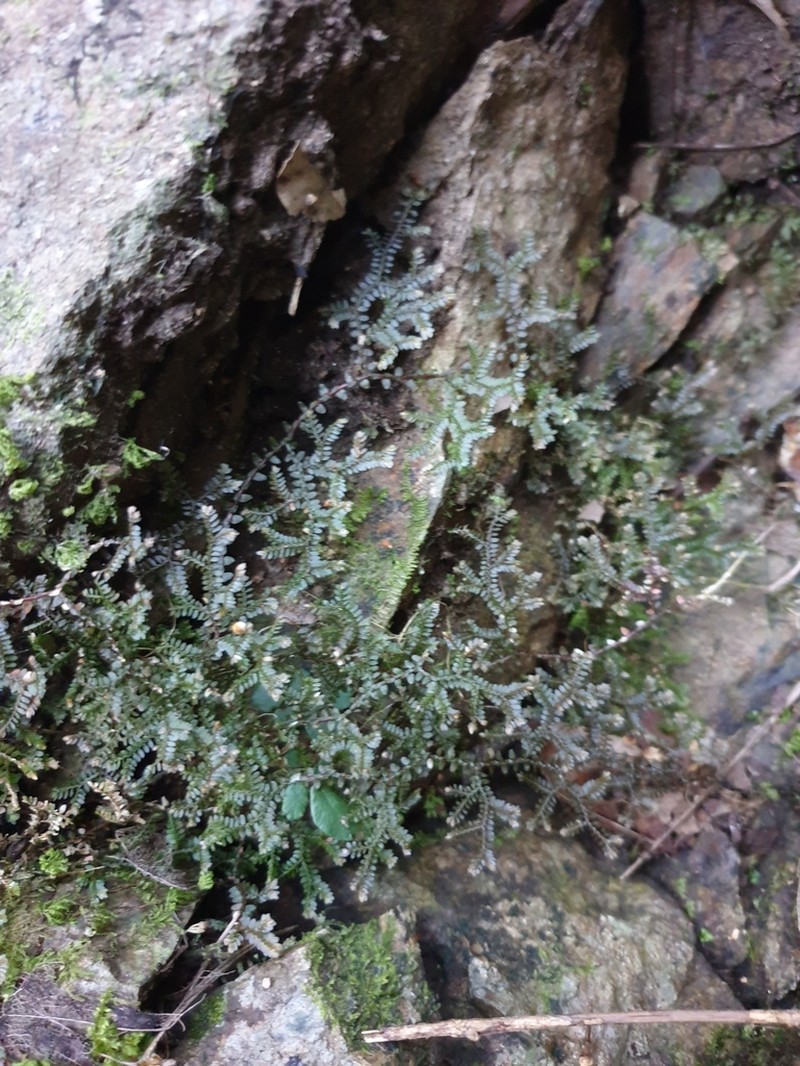 Selaginella brisbanensis photo 7