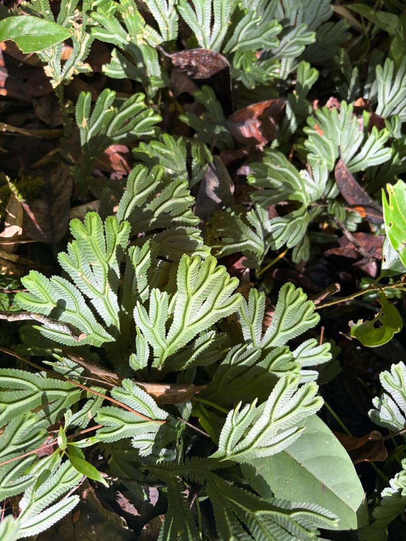 Selaginella brooksii
