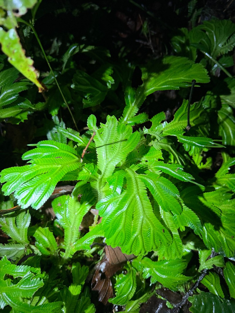 Selaginella brooksii photo 2