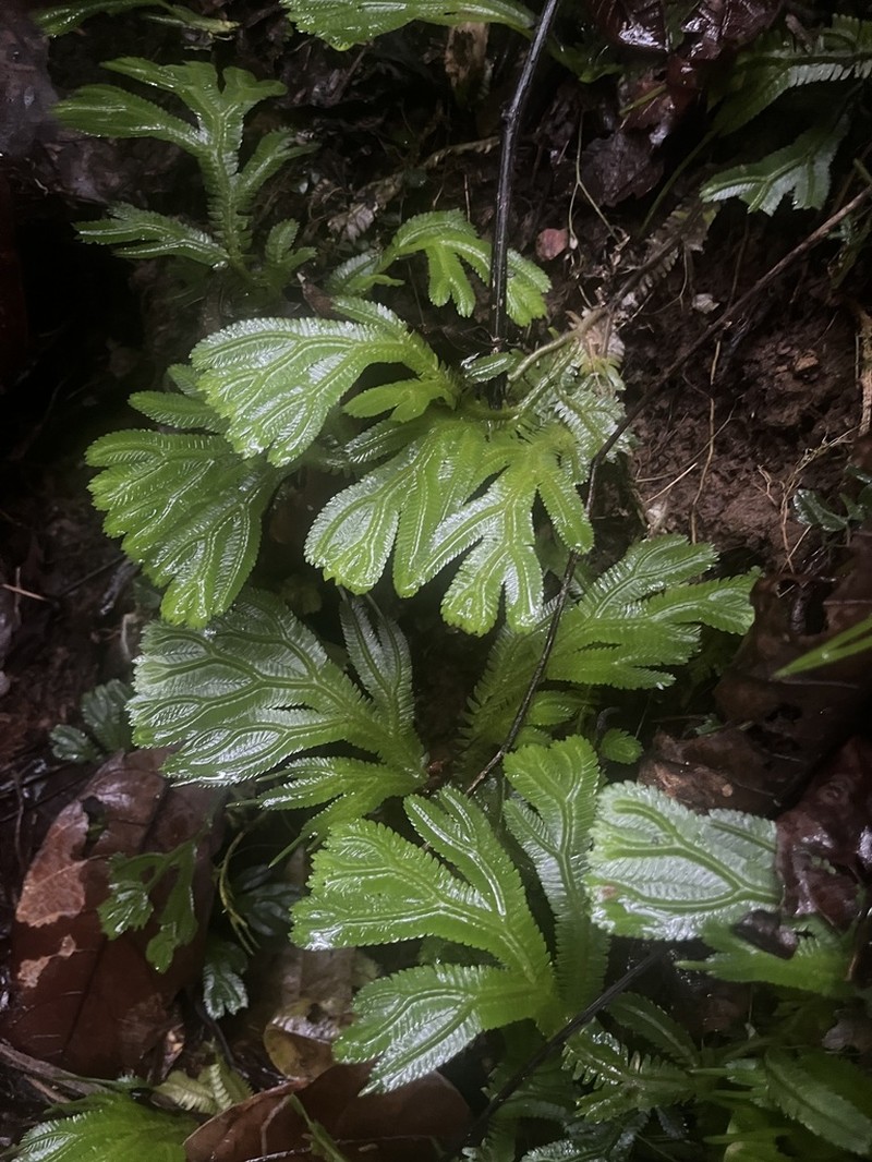 Selaginella brooksii photo 3