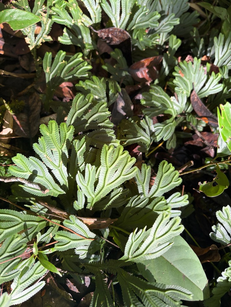 Selaginella brooksii photo 4