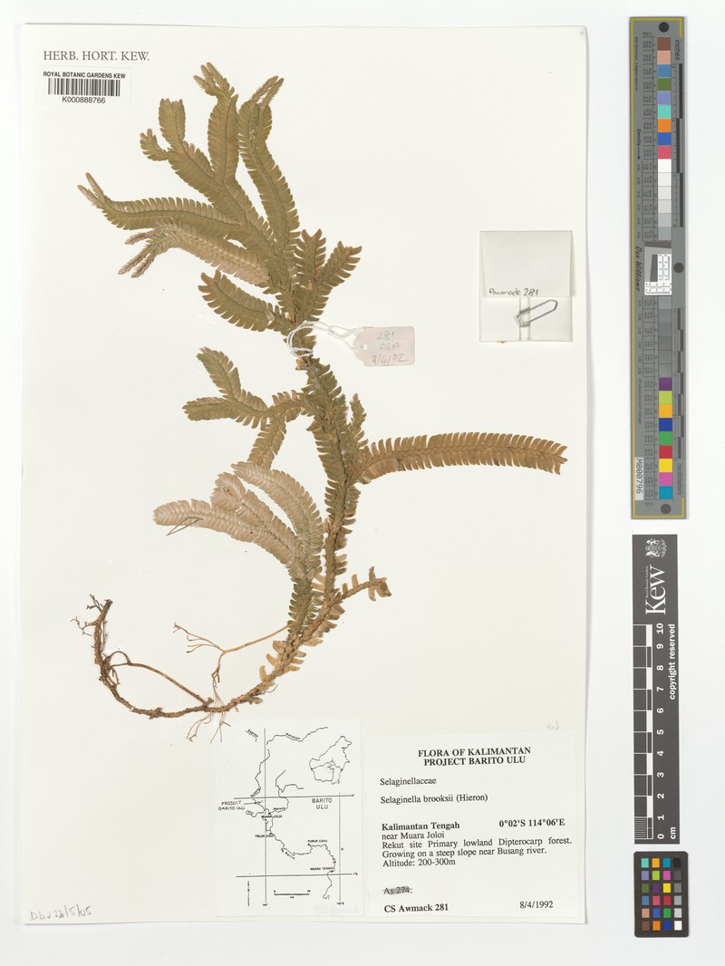 Selaginella brooksii photo 5