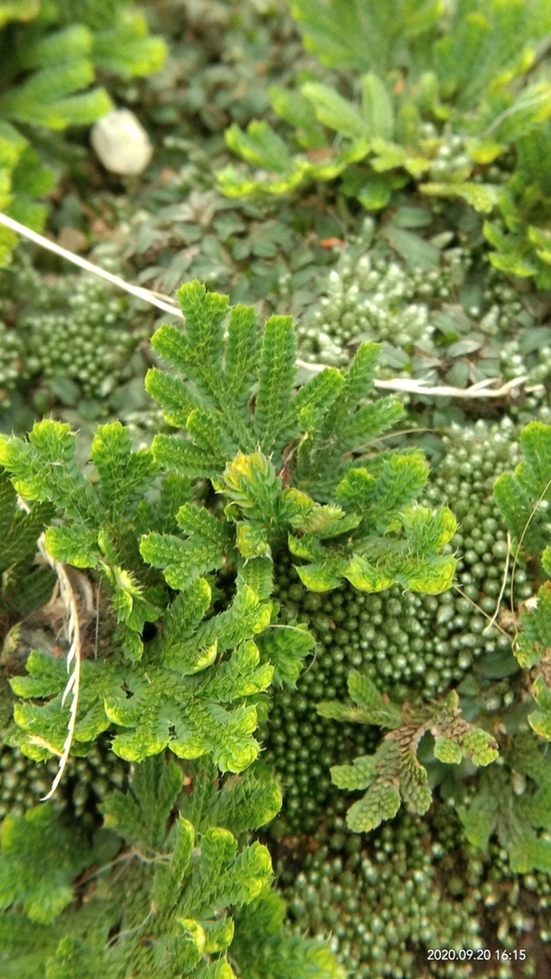 Selaginella bryopteris