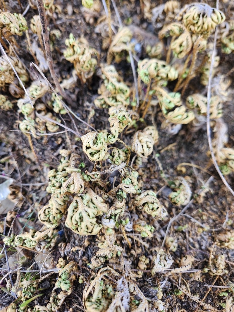 Selaginella bryopteris photo 2
