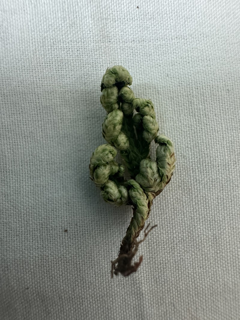Selaginella bryopteris photo 3