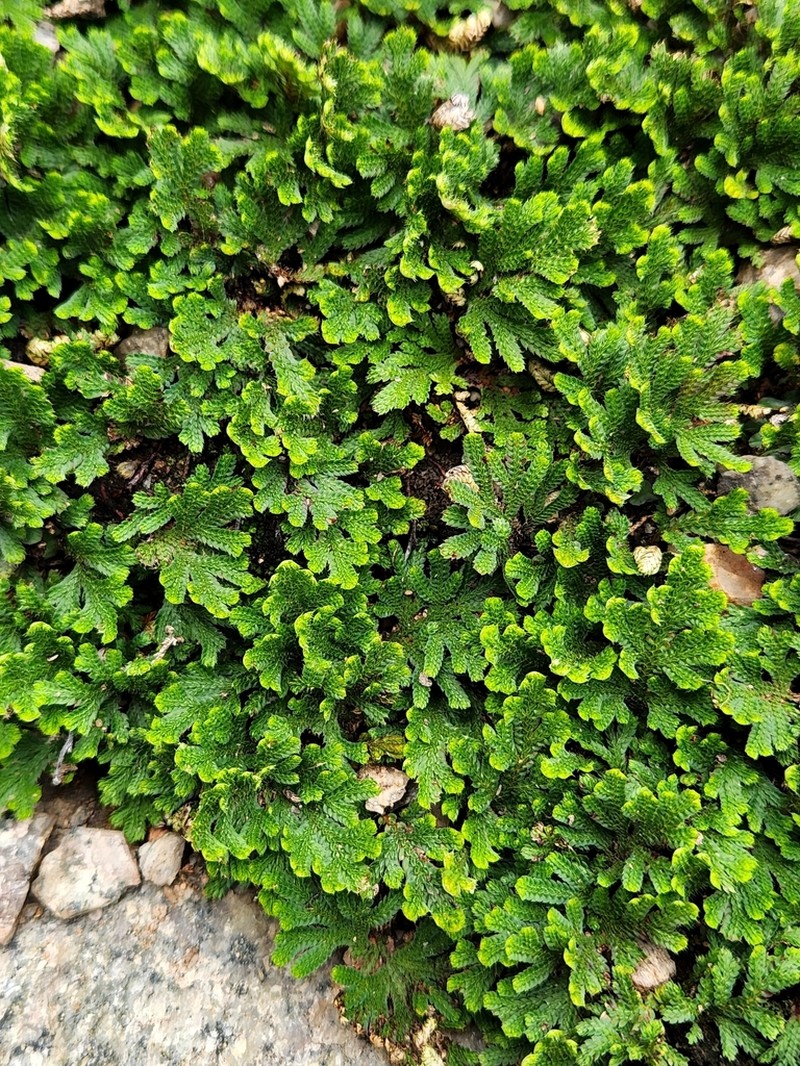 Selaginella bryopteris photo 4