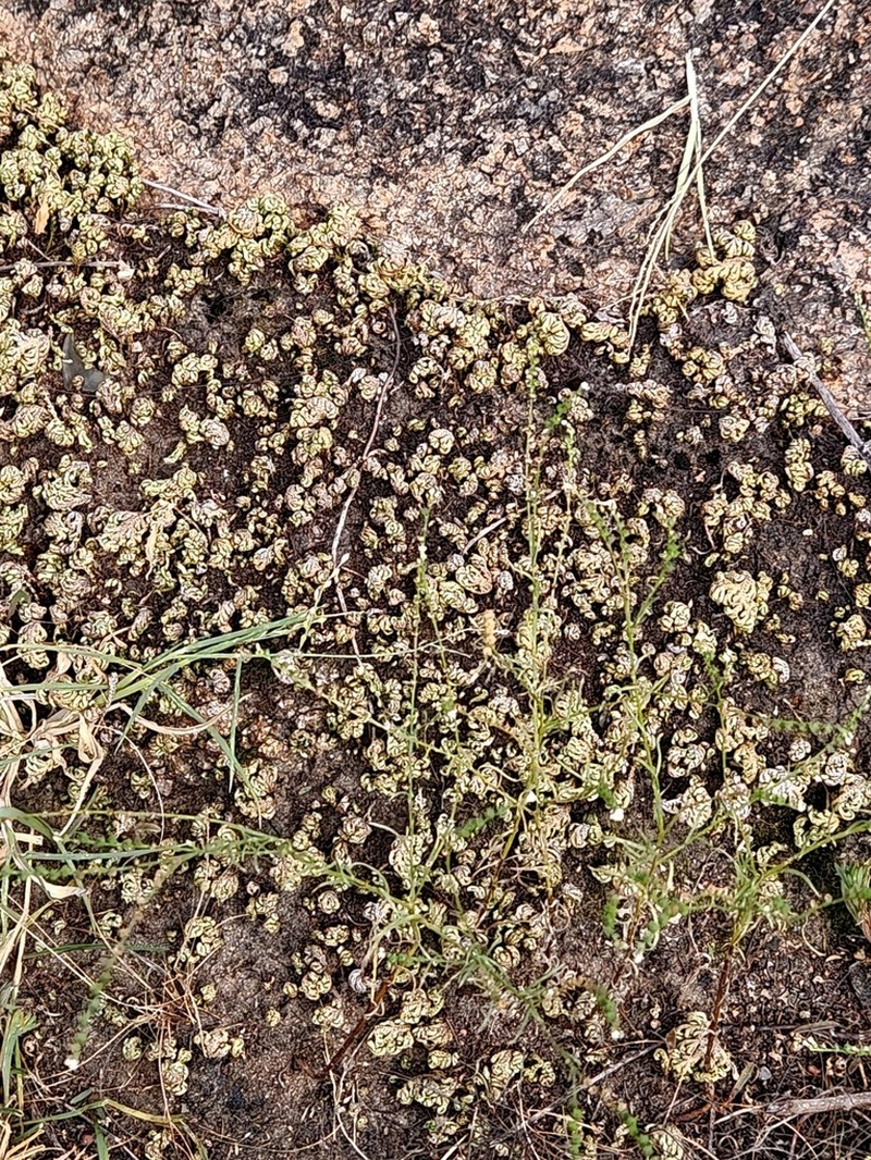 Selaginella bryopteris photo 5
