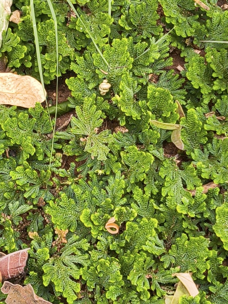 Selaginella bryopteris photo 6