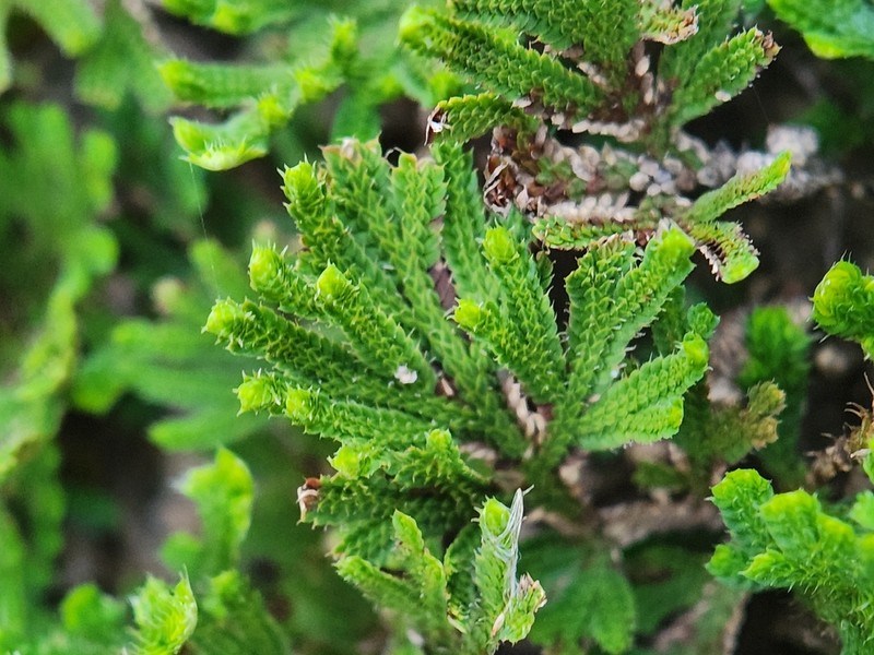 Selaginella bryopteris photo 8