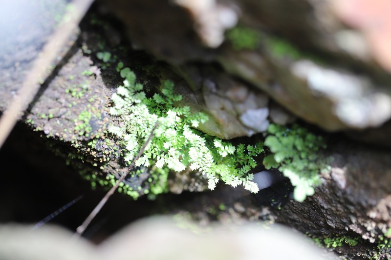 Selaginella buchholzii photo 2