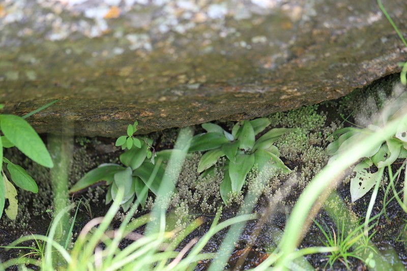 Selaginella buchholzii photo 4