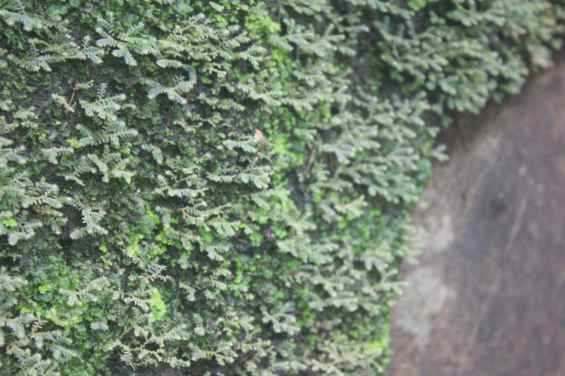 Selaginella buchholzii