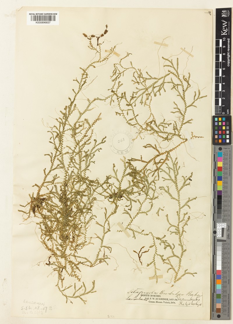 Selaginella burbidgei