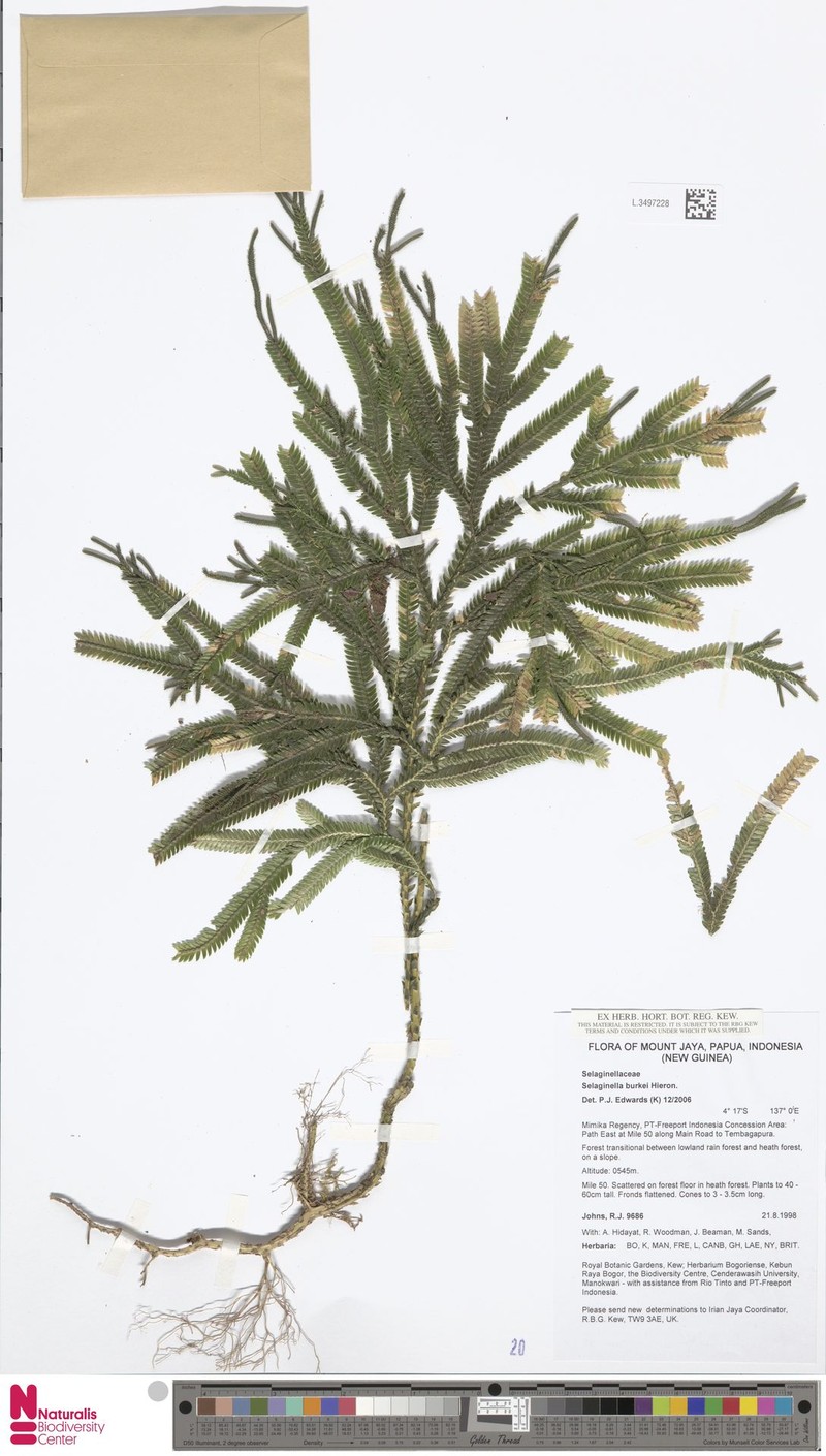 Selaginella burkei