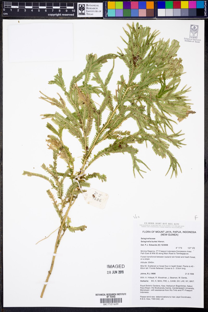 Selaginella burkei photo 2