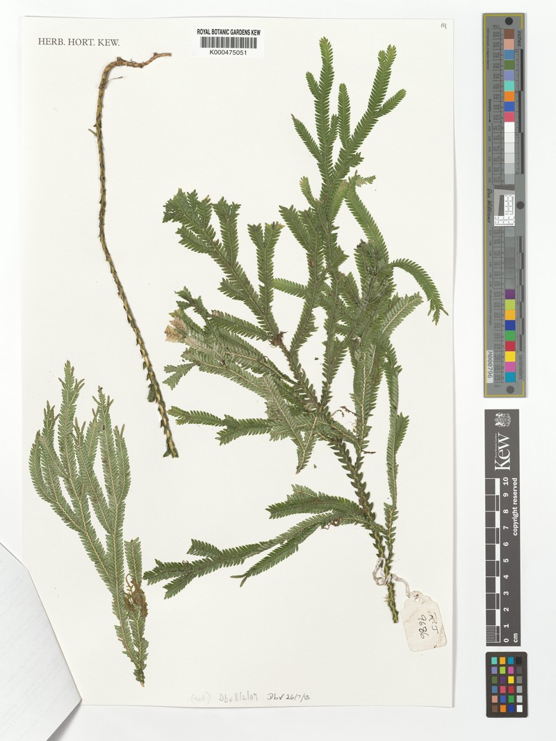 Selaginella burkei photo 4