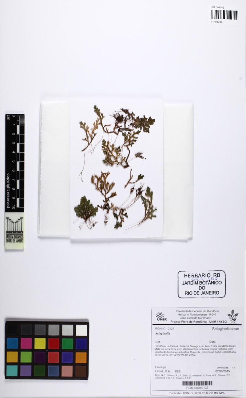 Selaginella cabrerensis
