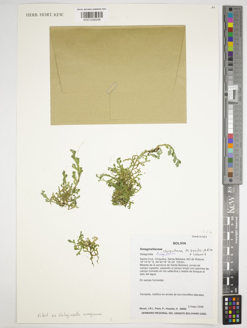 Selaginella cabrerensis photo 2