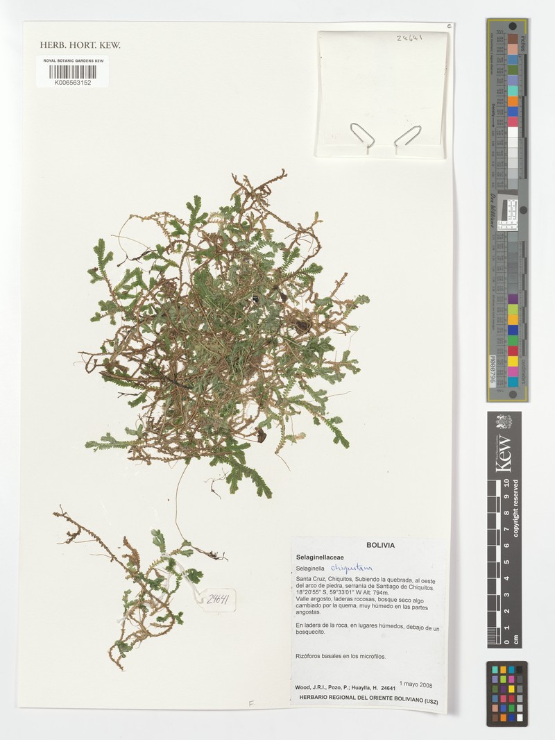 Selaginella cabrerensis photo 3