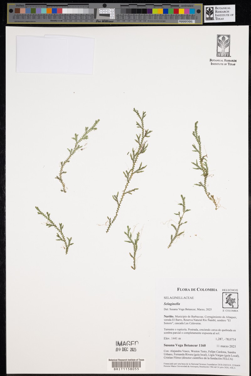 Selaginella calceolata photo 2