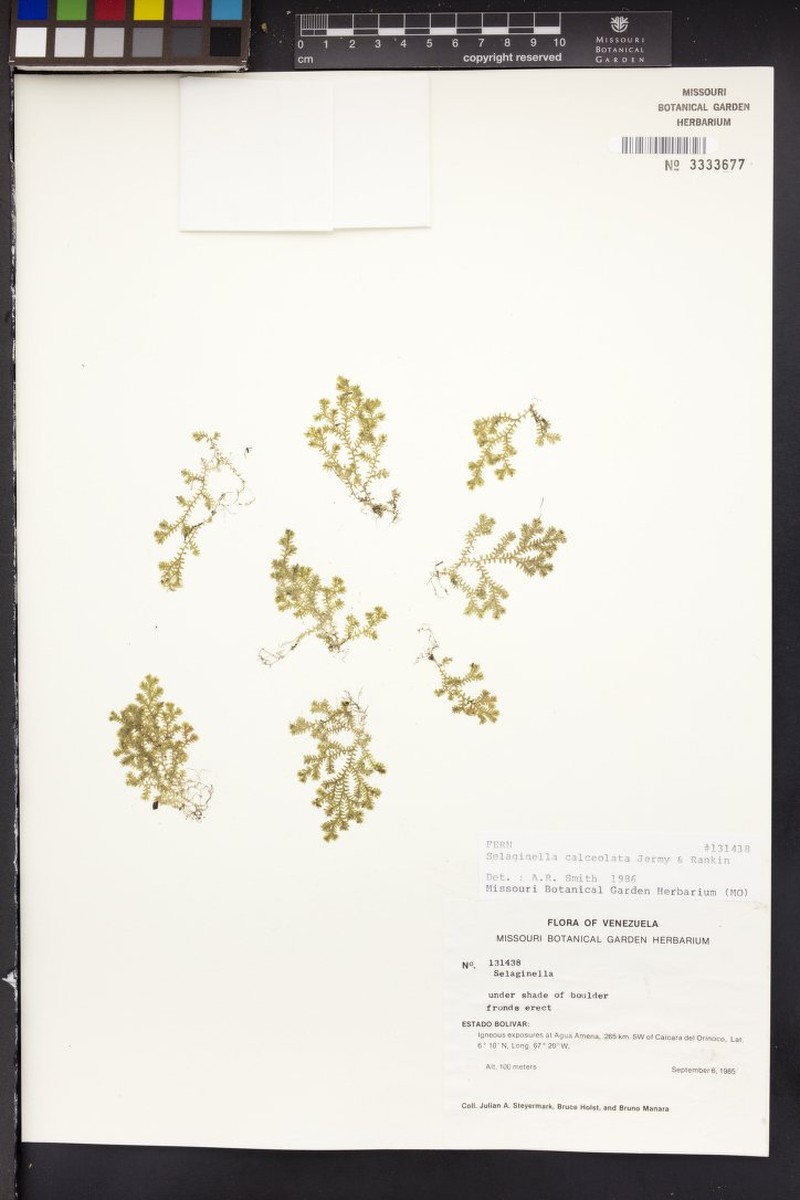 Selaginella calceolata photo 3