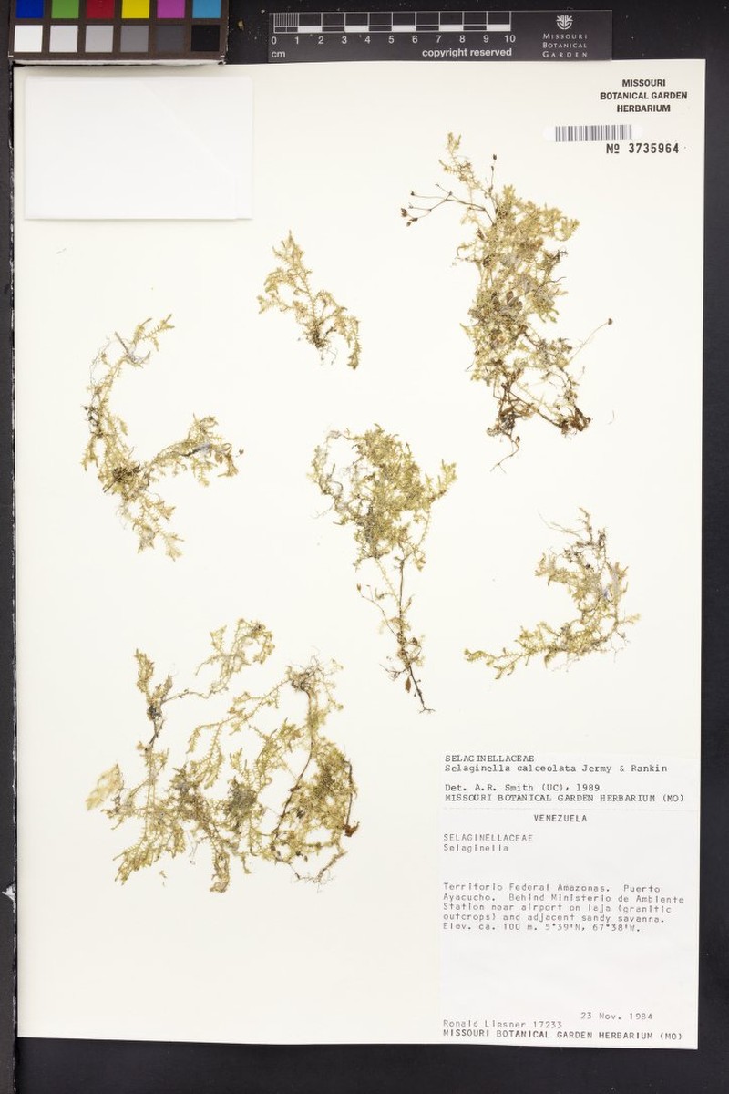 Selaginella calceolata photo 4