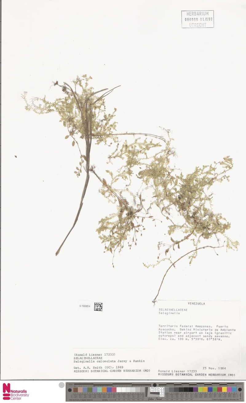 Selaginella calceolata photo 5