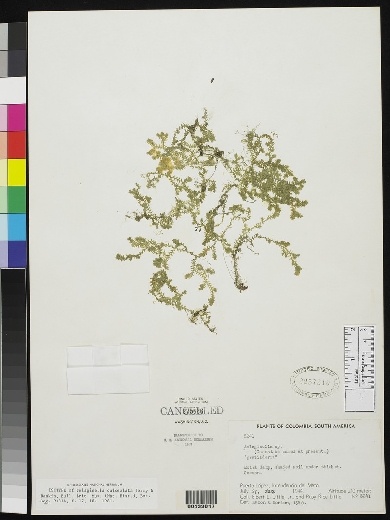 Selaginella calceolata