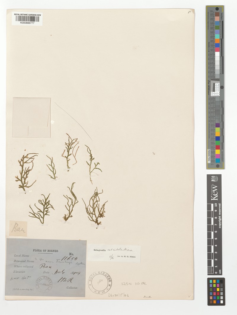 Selaginella calcicola
