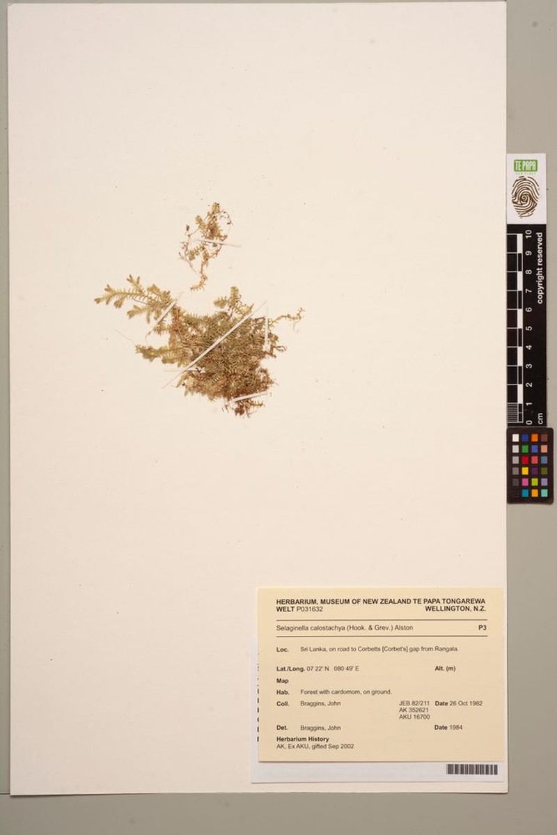 Selaginella calostachya