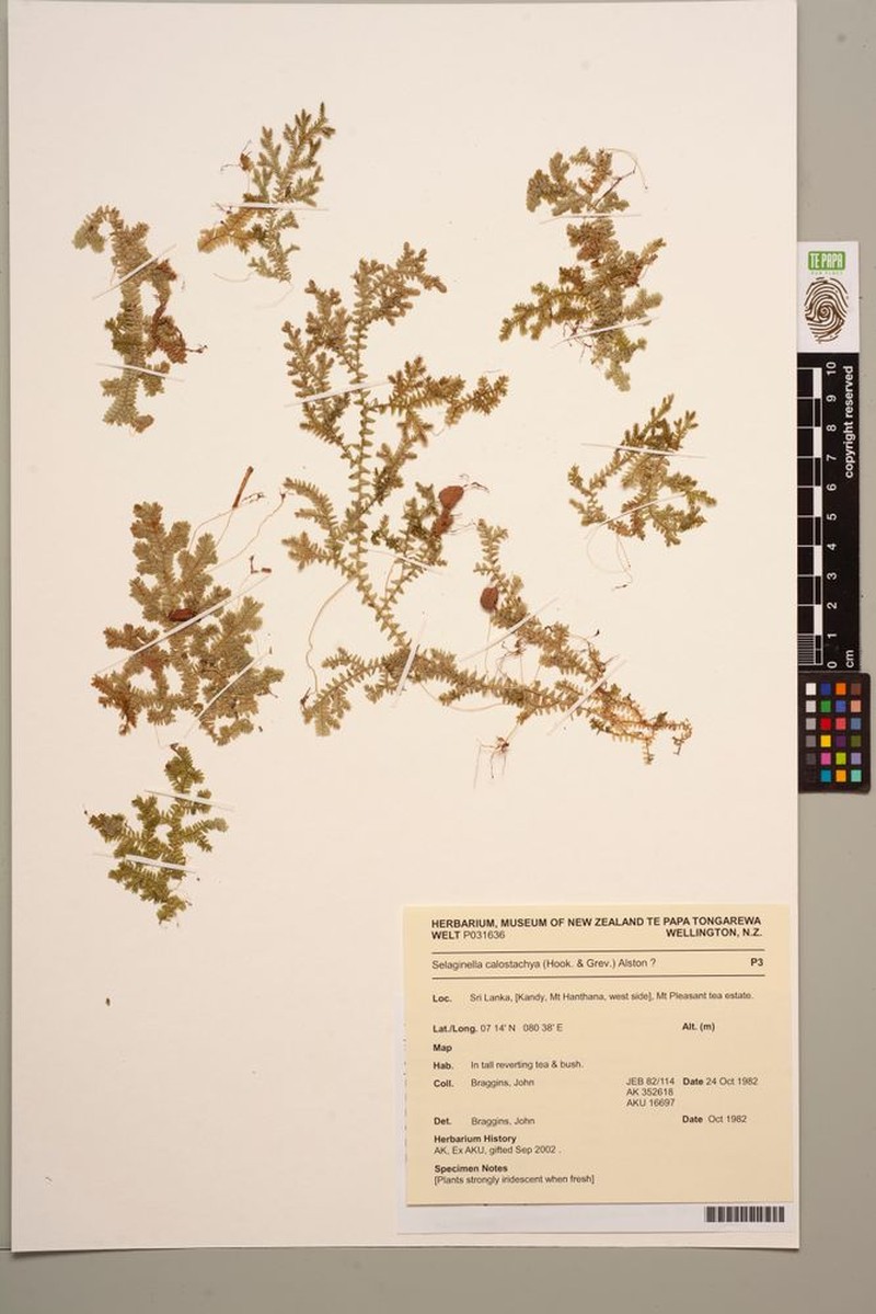 Selaginella calostachya photo 2