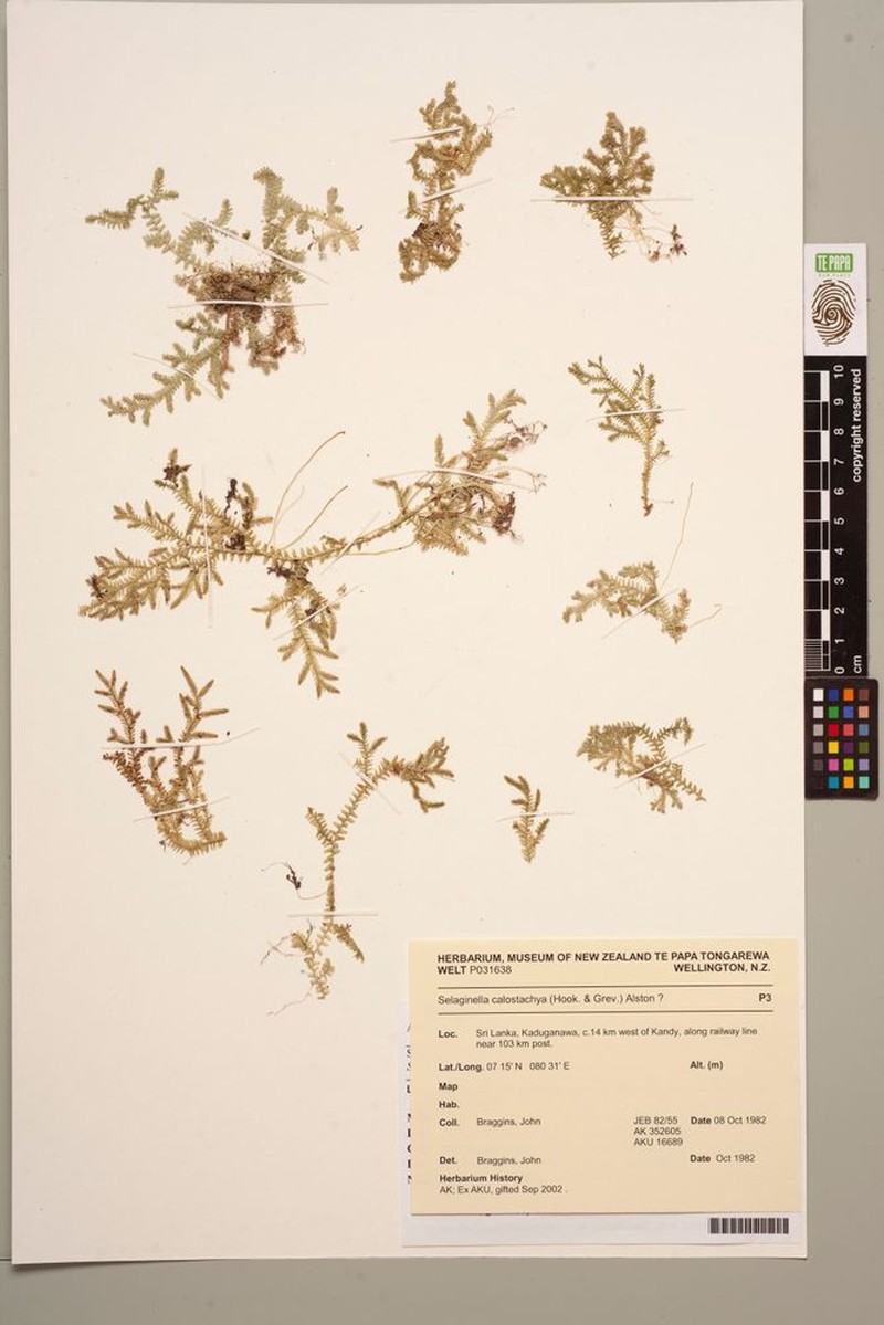 Selaginella calostachya photo 3