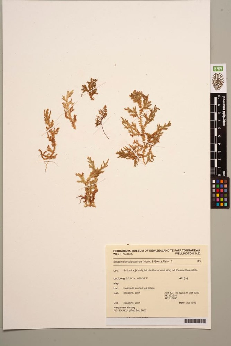 Selaginella calostachya photo 4