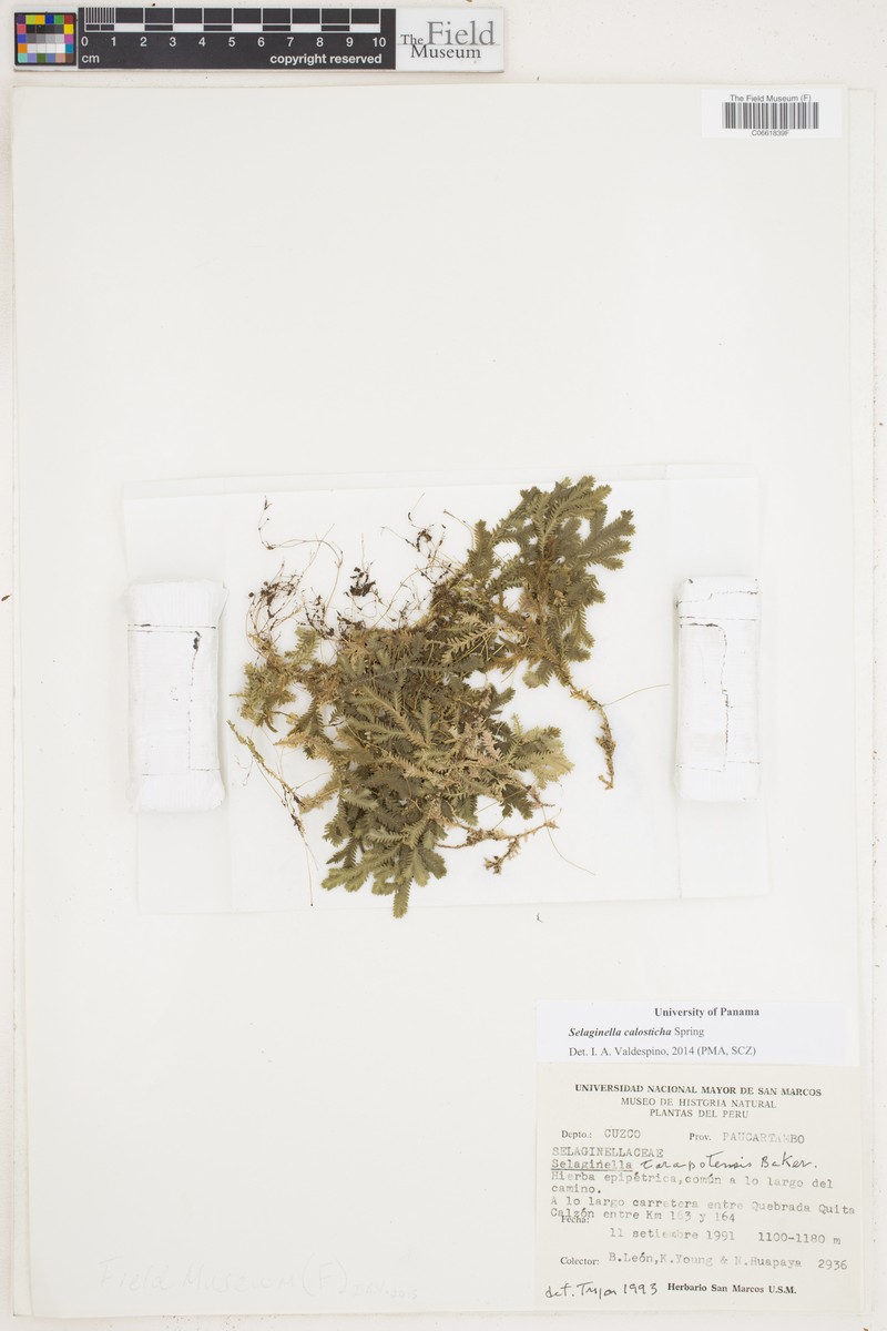 Selaginella calosticha