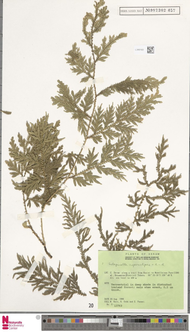 Selaginella canaliculata photo 2