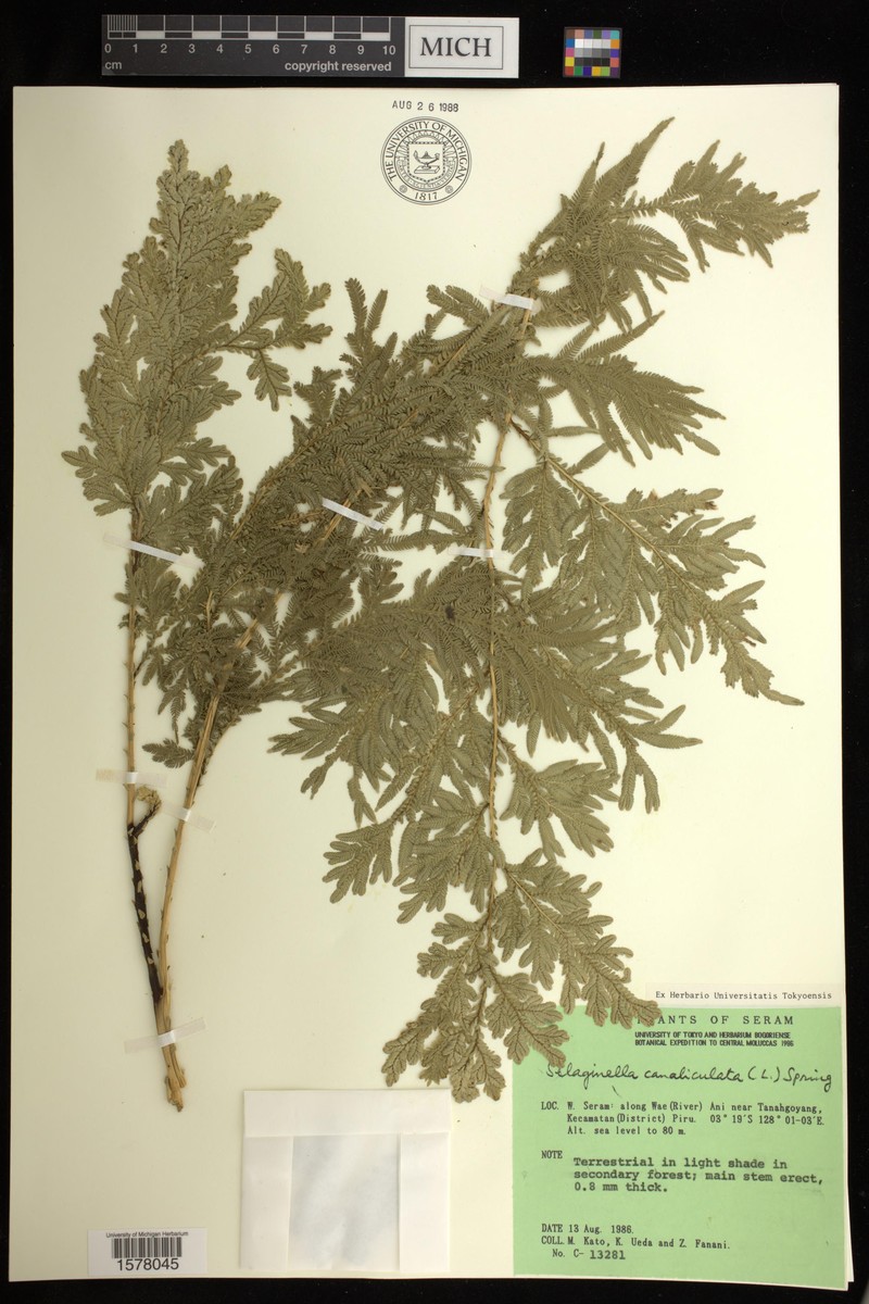 Selaginella canaliculata photo 3