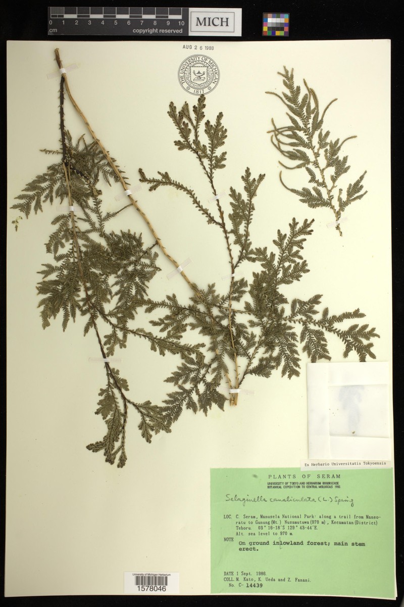 Selaginella canaliculata photo 4
