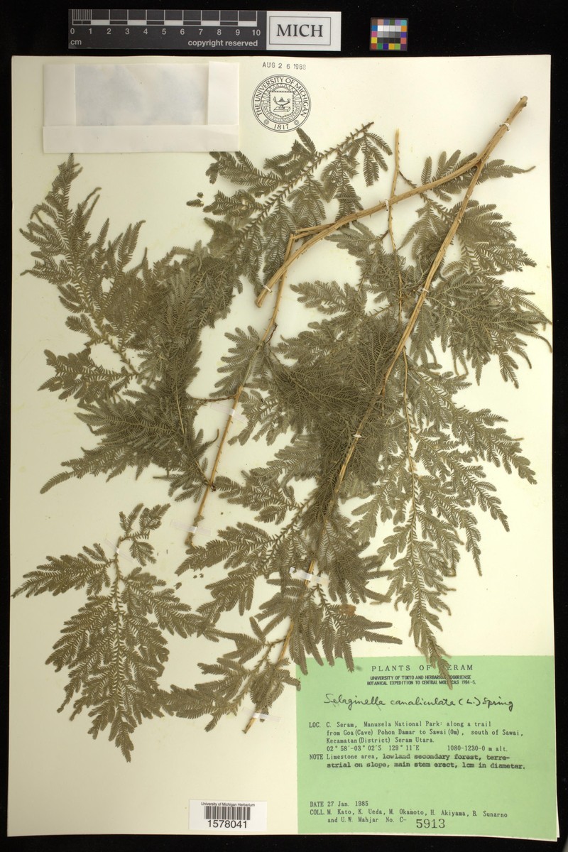 Selaginella canaliculata photo 5
