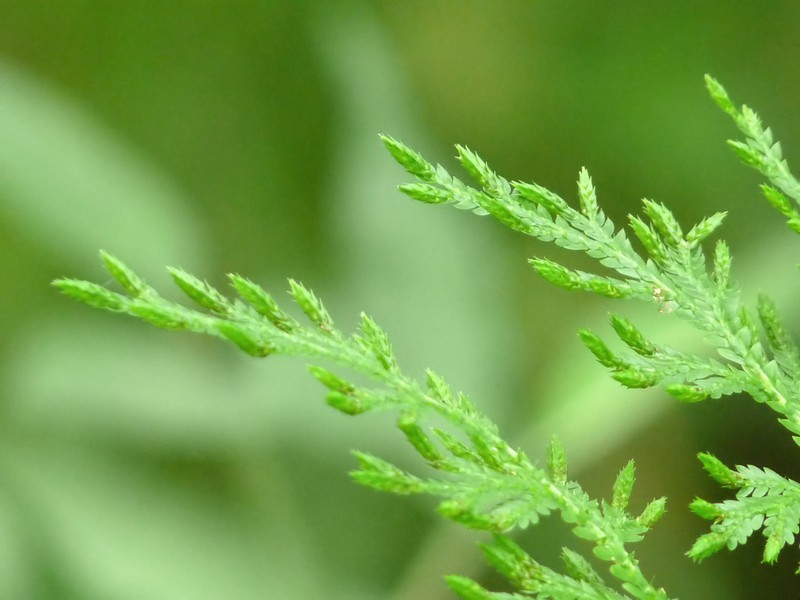 Selaginella canaliculata photo 6