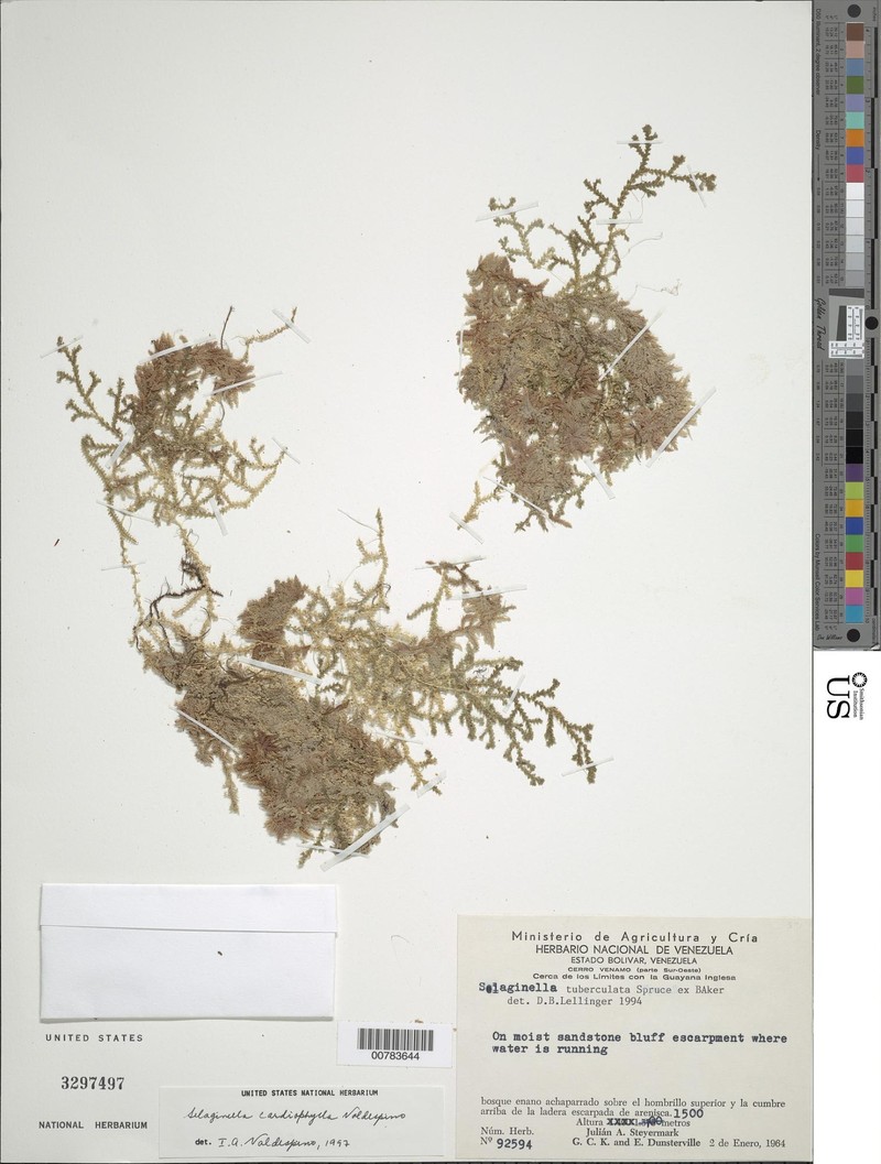 Selaginella cardiophylla photo 2