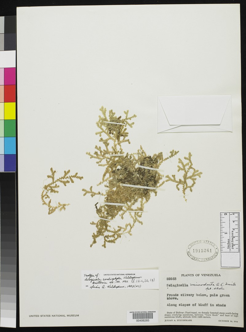 Selaginella cardiophylla