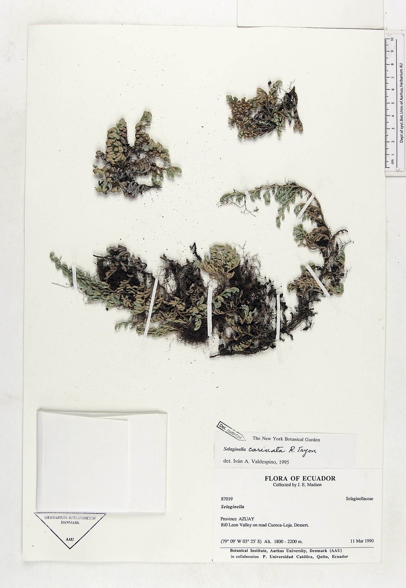 Selaginella carinata