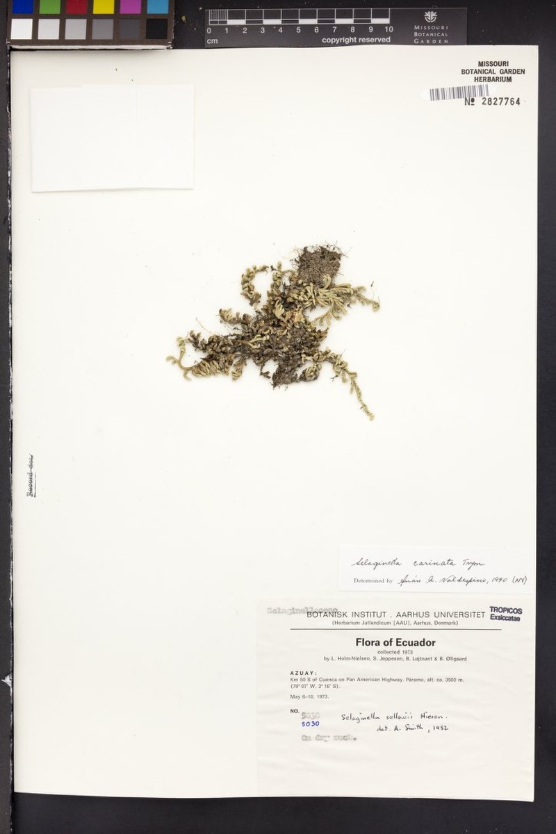 Selaginella carinata photo 2