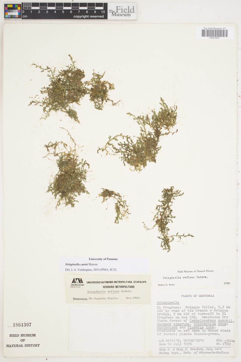 Selaginella carioi