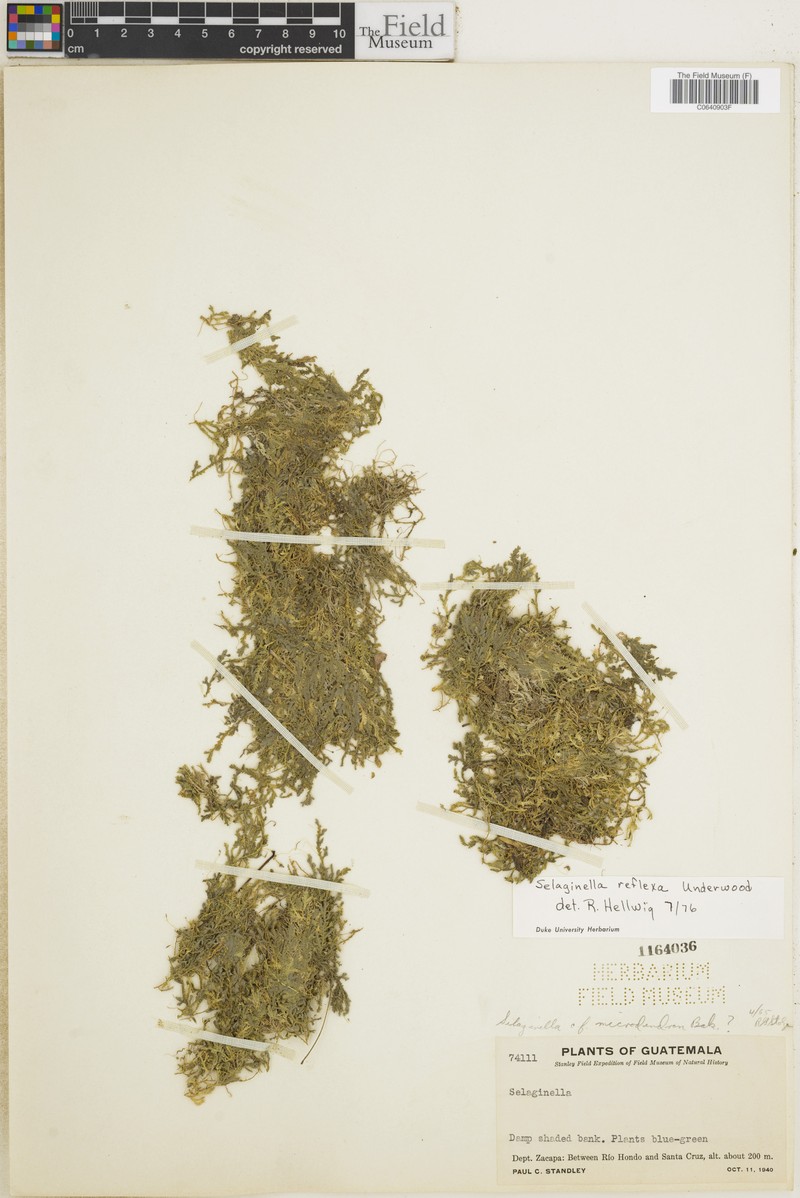 Selaginella carioi photo 2