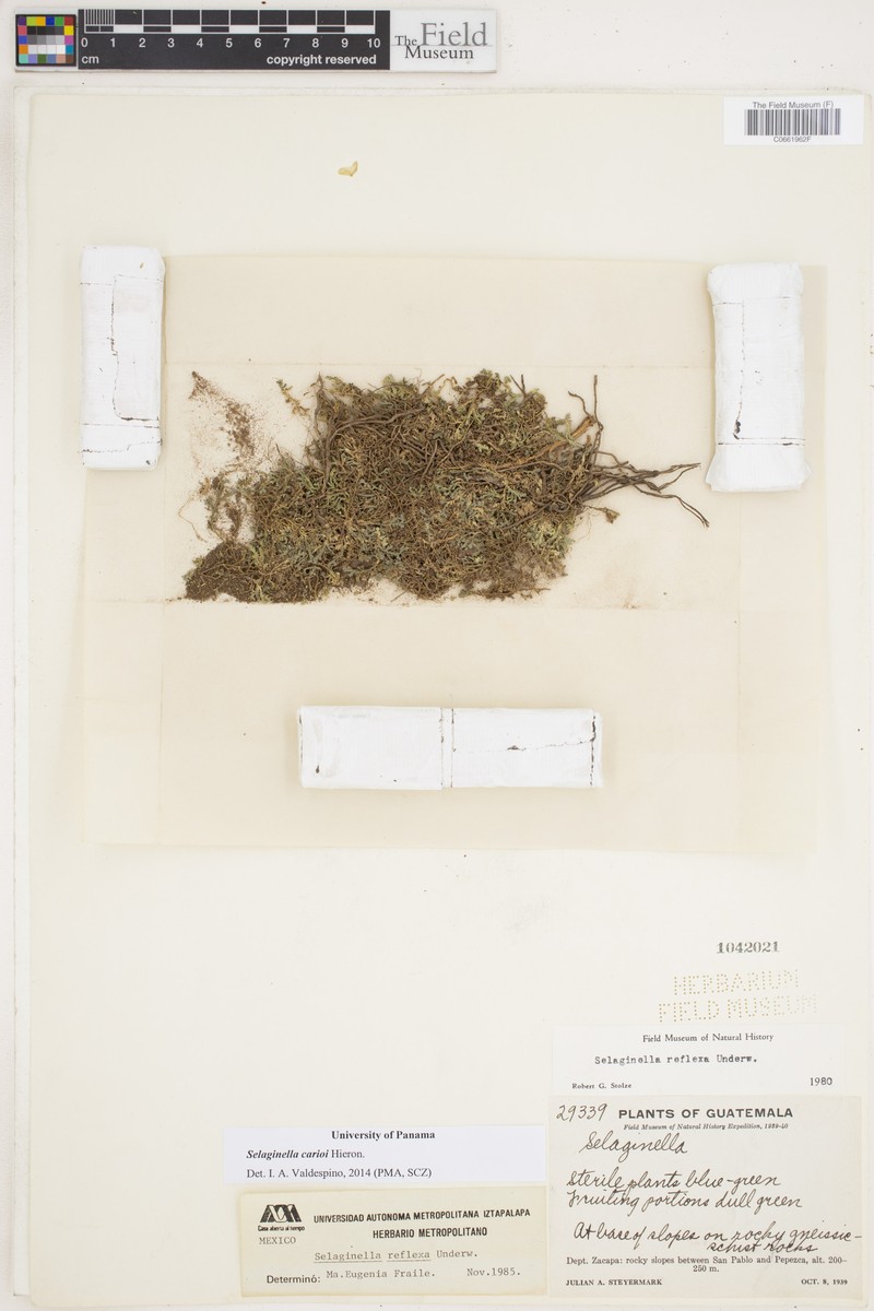 Selaginella carioi photo 3